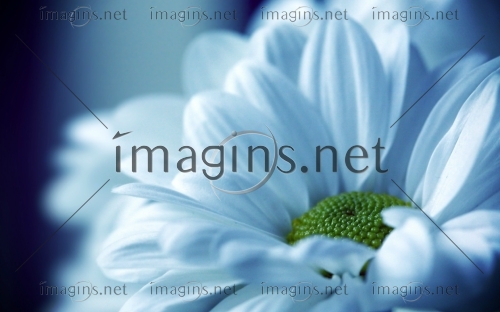 Imagins1281