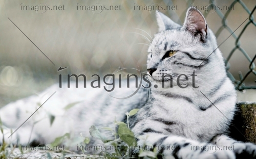 Imagins1318