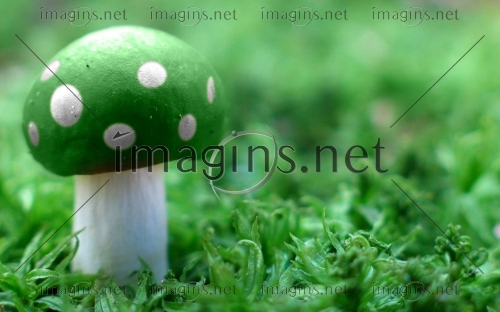 Imagins1323