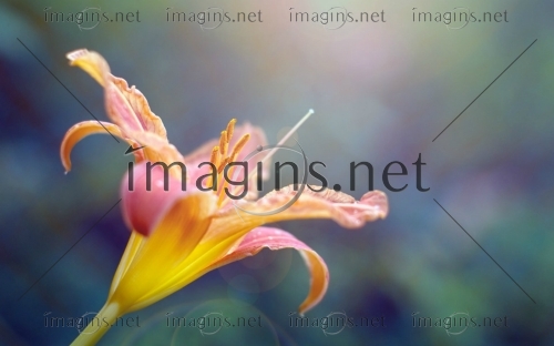 Imagins1324