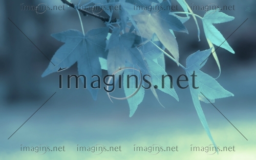 Imagins1329