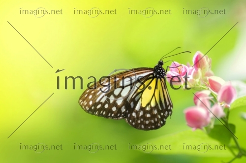 Imagins1339