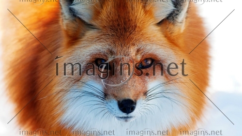 Imagins1357