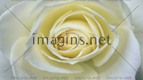 Imagins1361