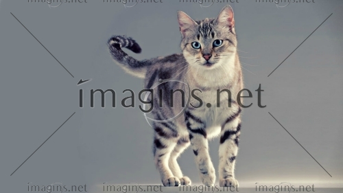 Imagins1371