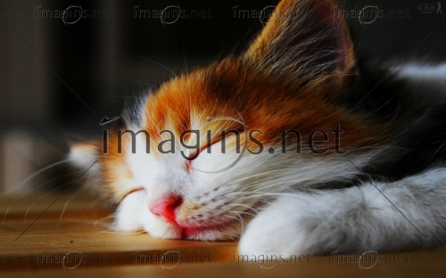 Imagins1391