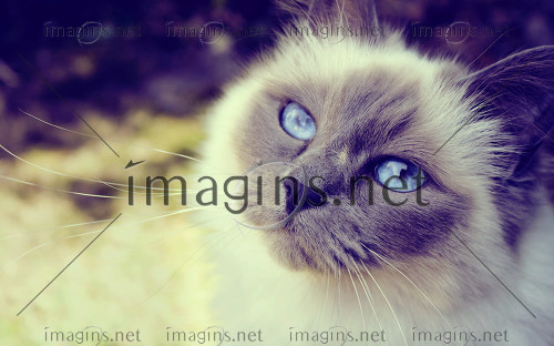 Imagins1617