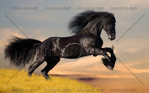 Imagins1690