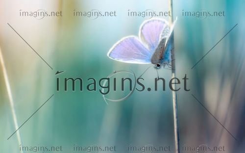 Imagins1693