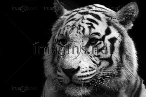 Imagins1748