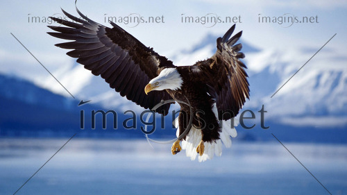 imagins1781